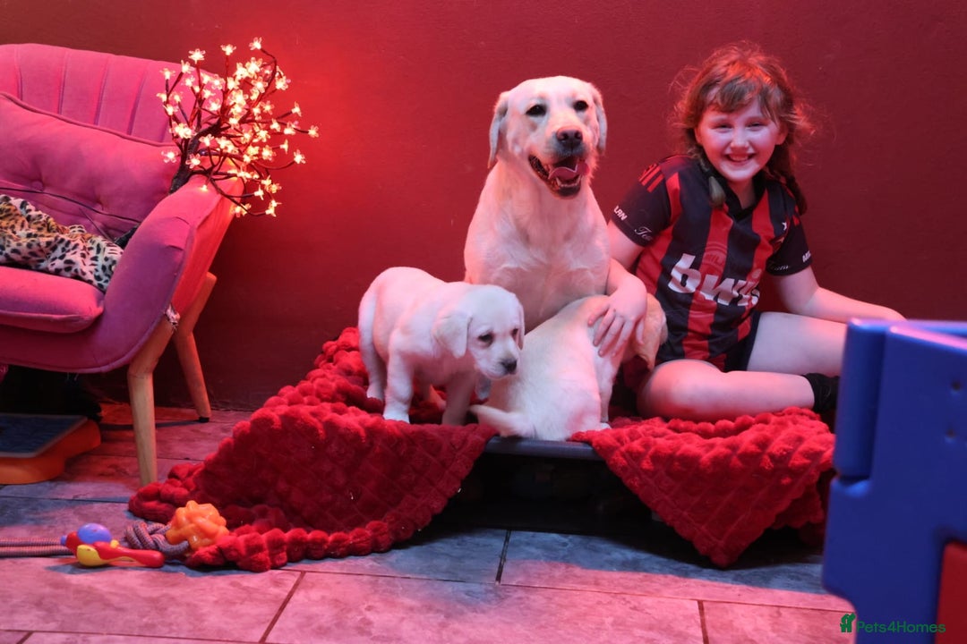 Golden Retriever dogs for sale: Health Tested, champion bloodlines Great with Kids - Advert 5