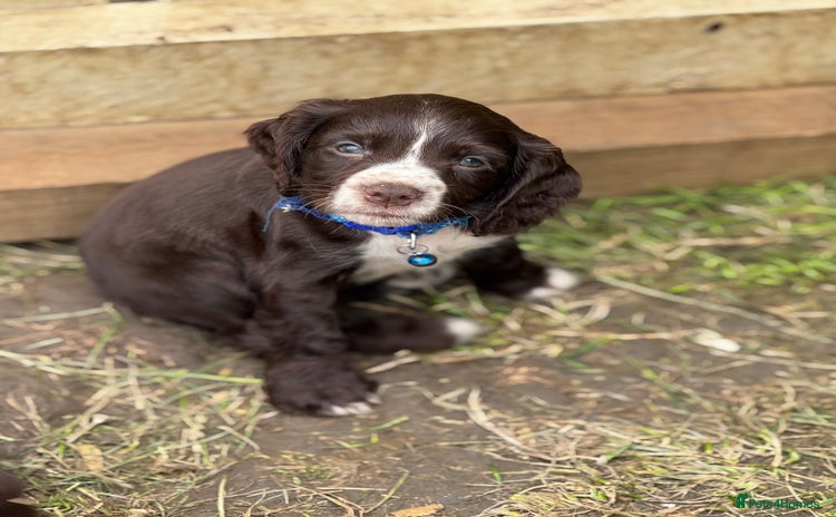 Cocker Spaniel dogs - Advert 1
