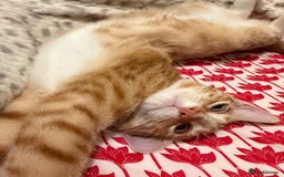 Domestic Shorthair cats for sale: 5 month old kitten for sale - Advert 4