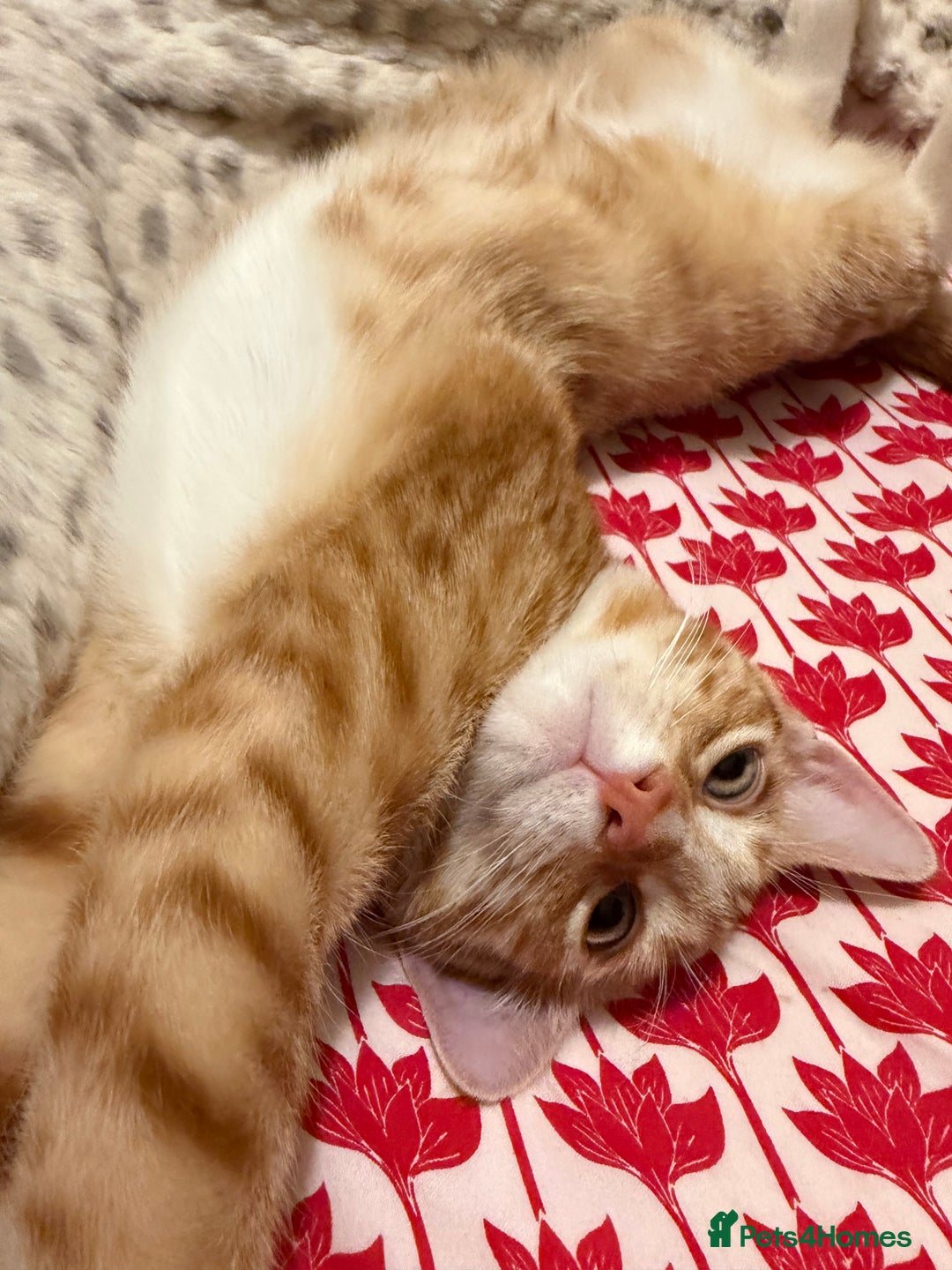 Domestic Shorthair cats for sale: 5 month old kitten for sale - Advert 4