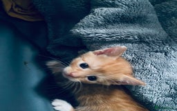 Mixed Breed cats for sale: Fluffy ginger & short fur calico 🐱🤩 - Image 24