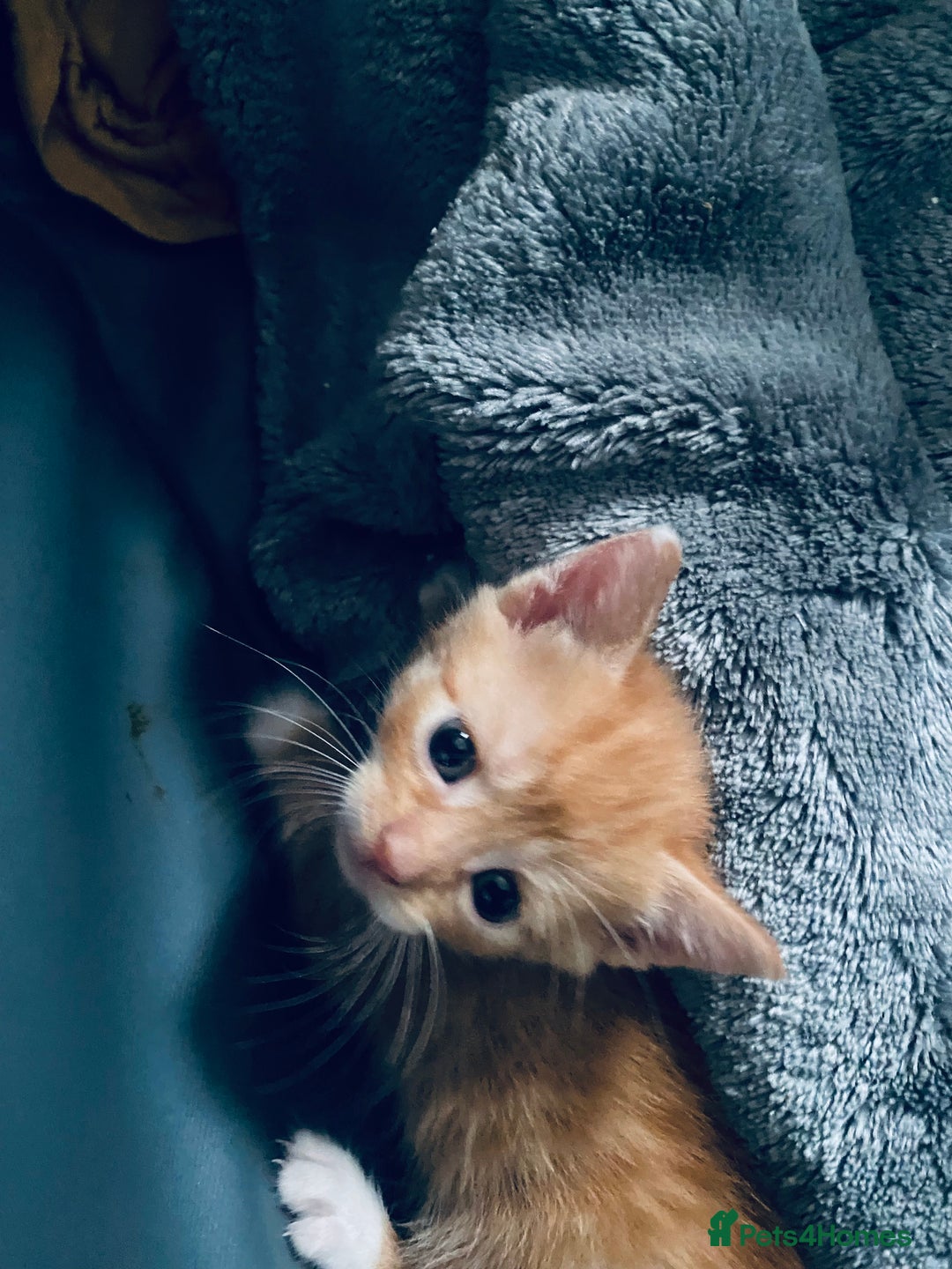 Mixed Breed cats for sale: Fluffy ginger & short fur calico 🐱🤩 - Image 24