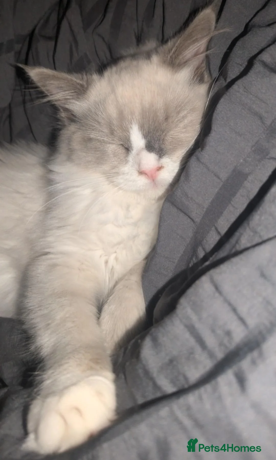 Ragdoll cats for sale: Beautiful Ragdoll  - Advert 2