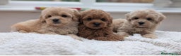 Maltipoo dogs for sale: Wait List Open - Toy Maltipoo Puppies  - Advert 1