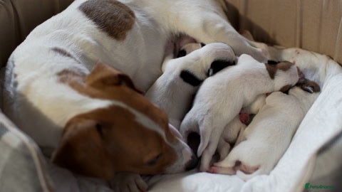 Jack Russell dogs Short legged girl Jack russel - Advert 4