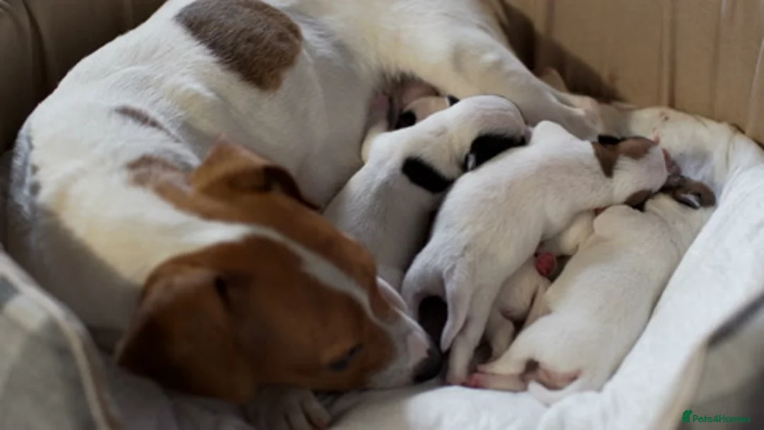 Jack Russell dogs for sale: Short legged girl Jack russel - Advert 1