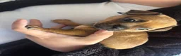 Mixed Breed dogs for sale: 2 Beautiful girls  - Advert 11