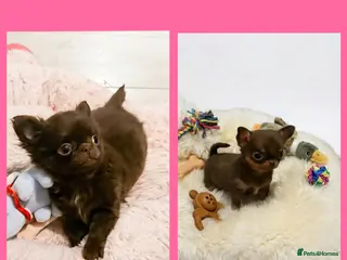 Chihuahua dogs XxQuality Chihuahua Chocolate Thai breeding pupsXx - Advert 1