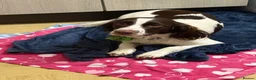 Mixed Breed dogs for sale: Max sprocker spaniel - Advert 4