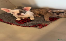 French Bulldog dogs for sale: fluffy carrier French bulldog girls  - Image 9