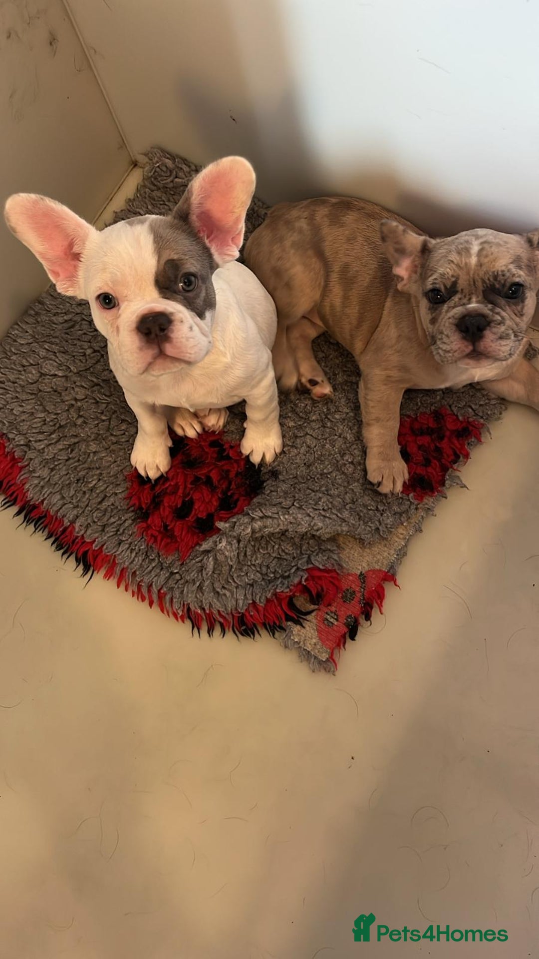 French Bulldog dogs for sale: fluffy carrier French bulldog girls  - Image 9
