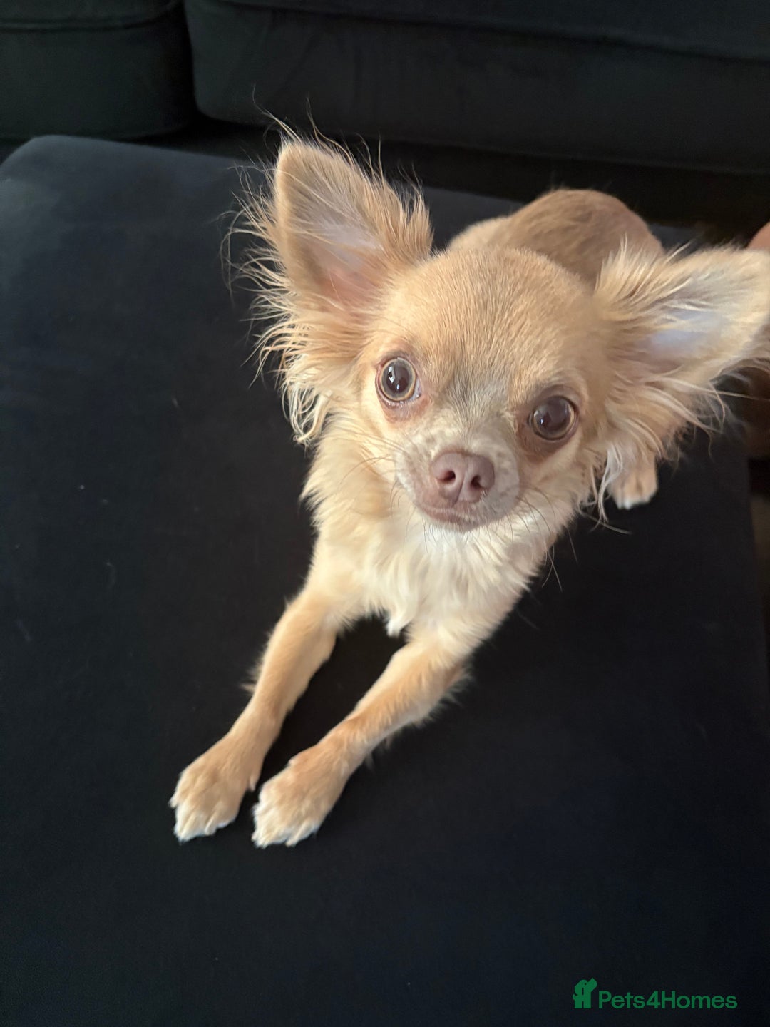 Chihuahua dogs for sale: Female Chihuahua looking for her forever home  - Advert 2