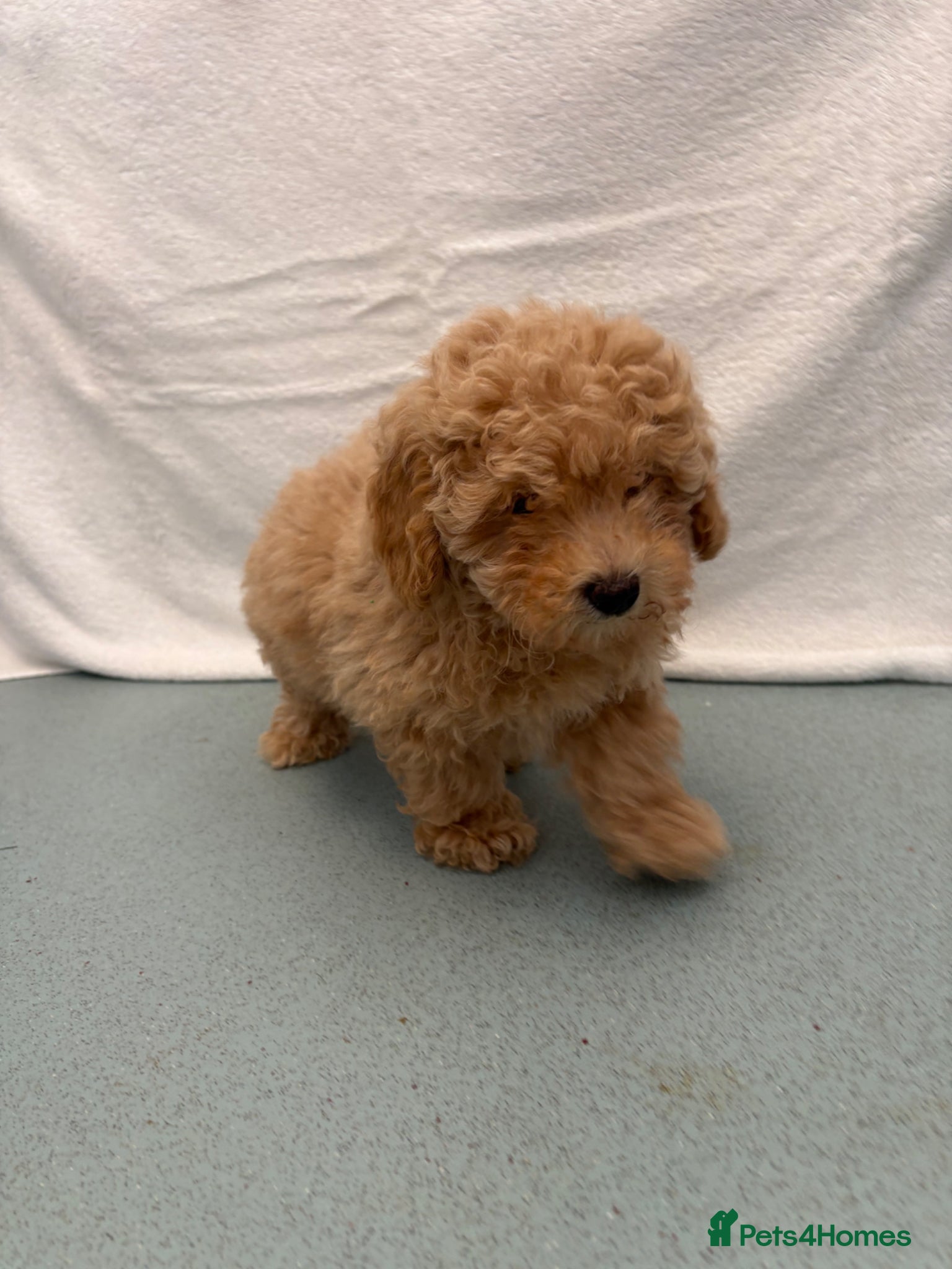 Maltipoo dogs 🤩 1 stunning female Maltipoo 🤩 - Advert 8