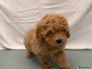 Maltipoo dogs 🤩 1 stunning female Maltipoo 🤩 - Advert 8