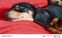 Miniature Dachshund dogs for sale: Family raised Miniature Dachshund puppies  - Image 2