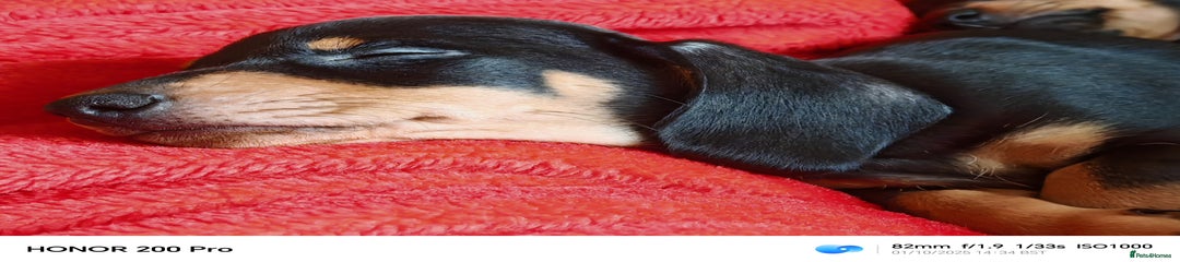 Miniature Dachshund Puppy 2 Stanley 