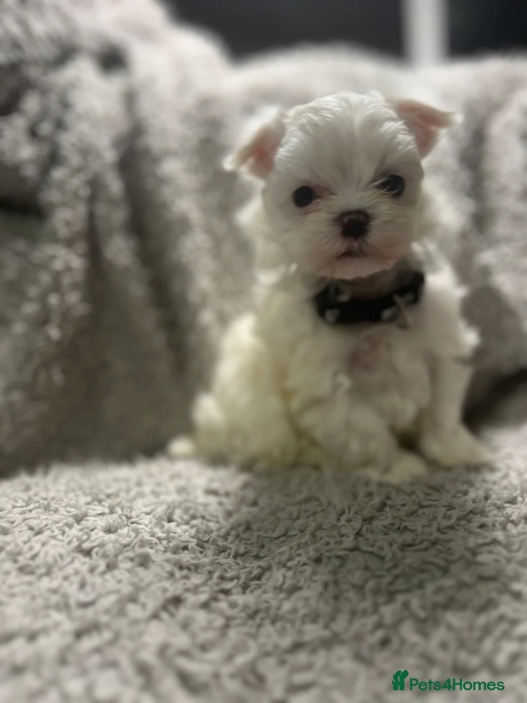 Maltese dogs for sale: One girl and boy available  - Advert 6