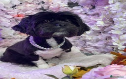Lhasa Apso dogs for sale: Lhasa apso Last pup  - Image 5