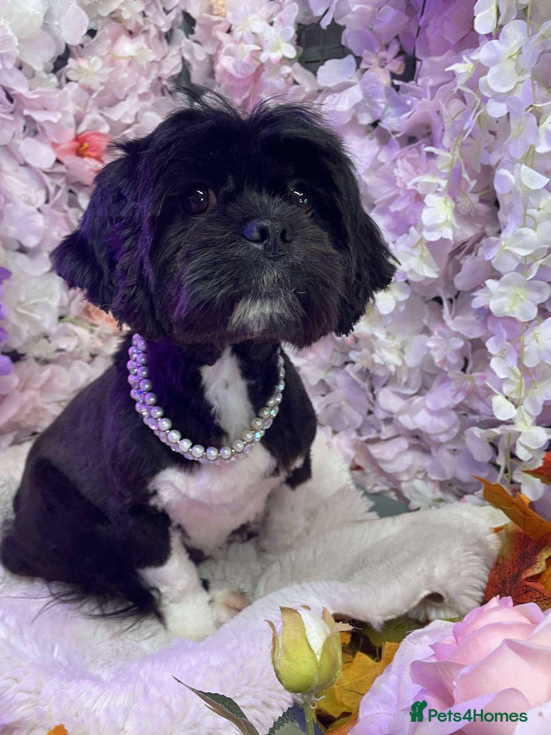 Lhasa Apso dogs for sale: Lhasa apso Last pup  - Image 5
