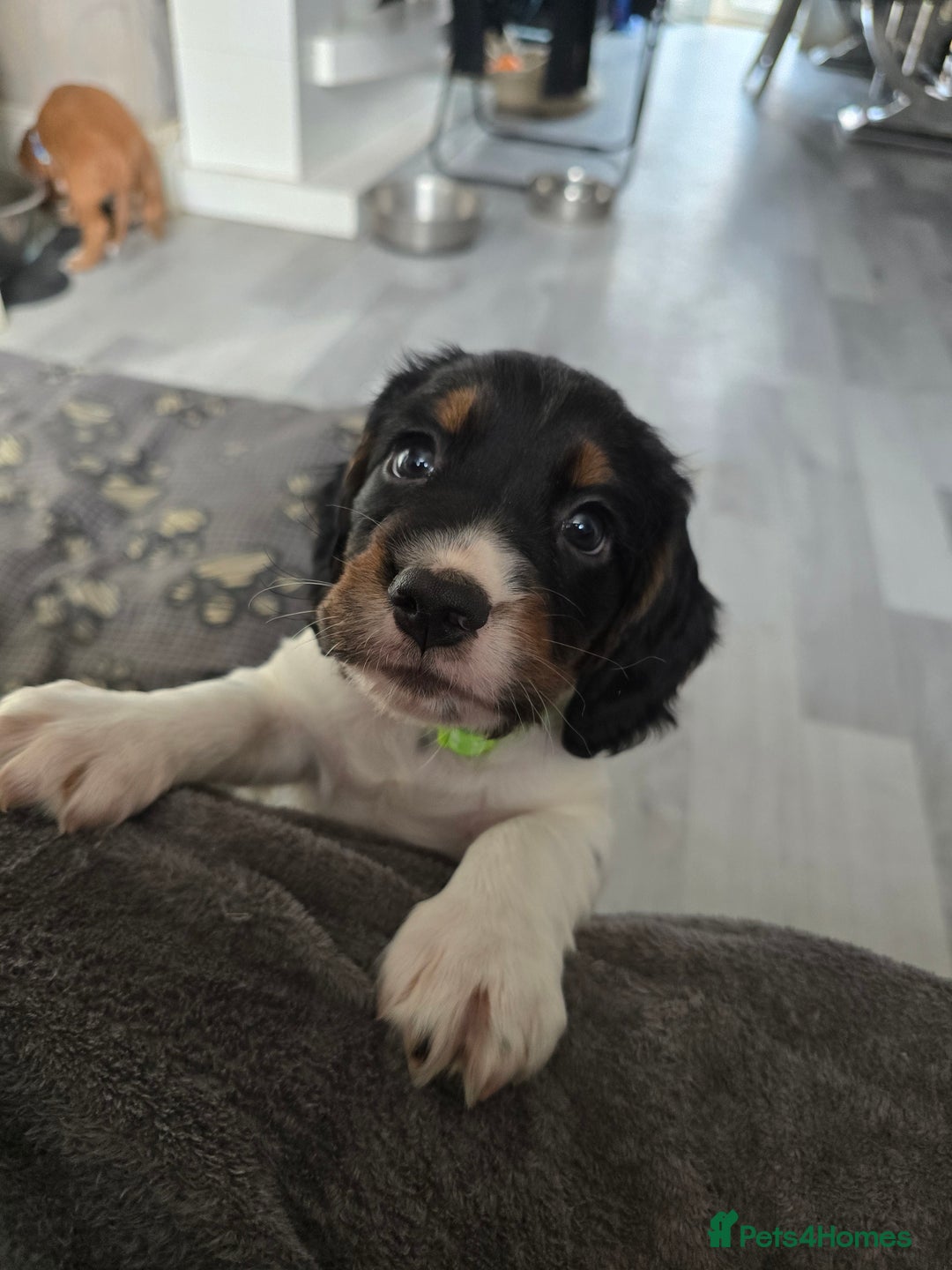 Cocker Spaniel dogs for sale: Last female Pedigree working cocker puppy - Image 1