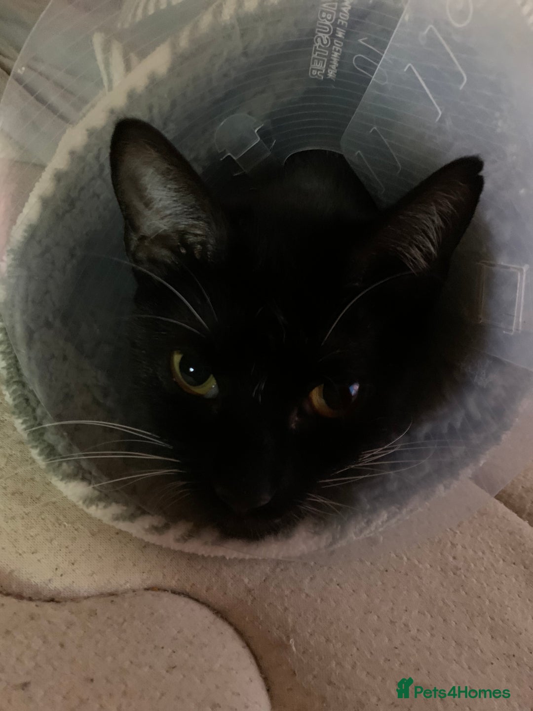 Mixed Breed cats for sale: Boggles the tuxedo cat  - Image 4