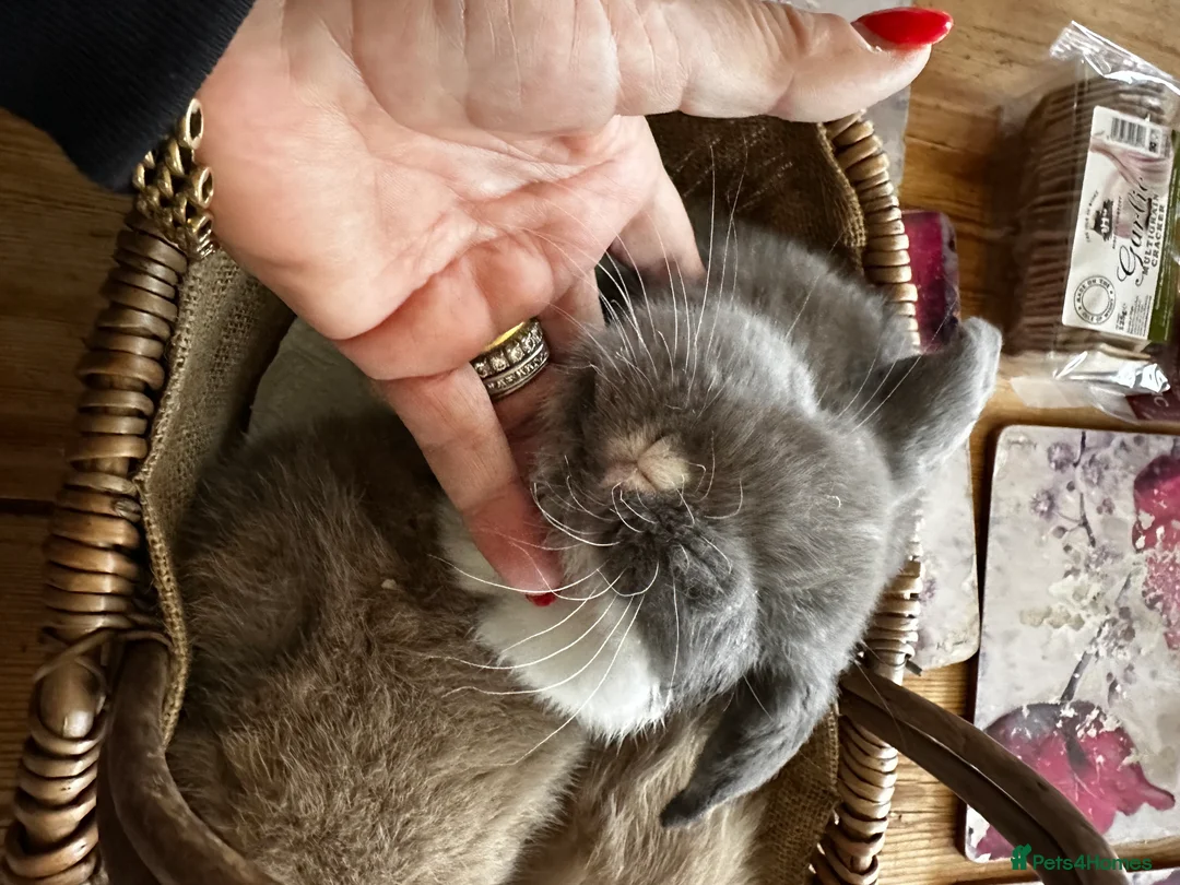 Mini Lop rabbits for sale: Mini lop babies-exceptionally well handled - Advert 5