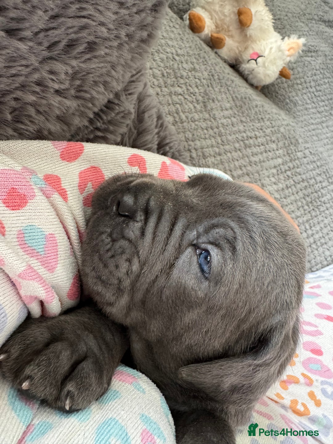 Neapolitan Mastiff dogs for sale:  Neapolitan mastiff puppies Newcastle  - Image 26