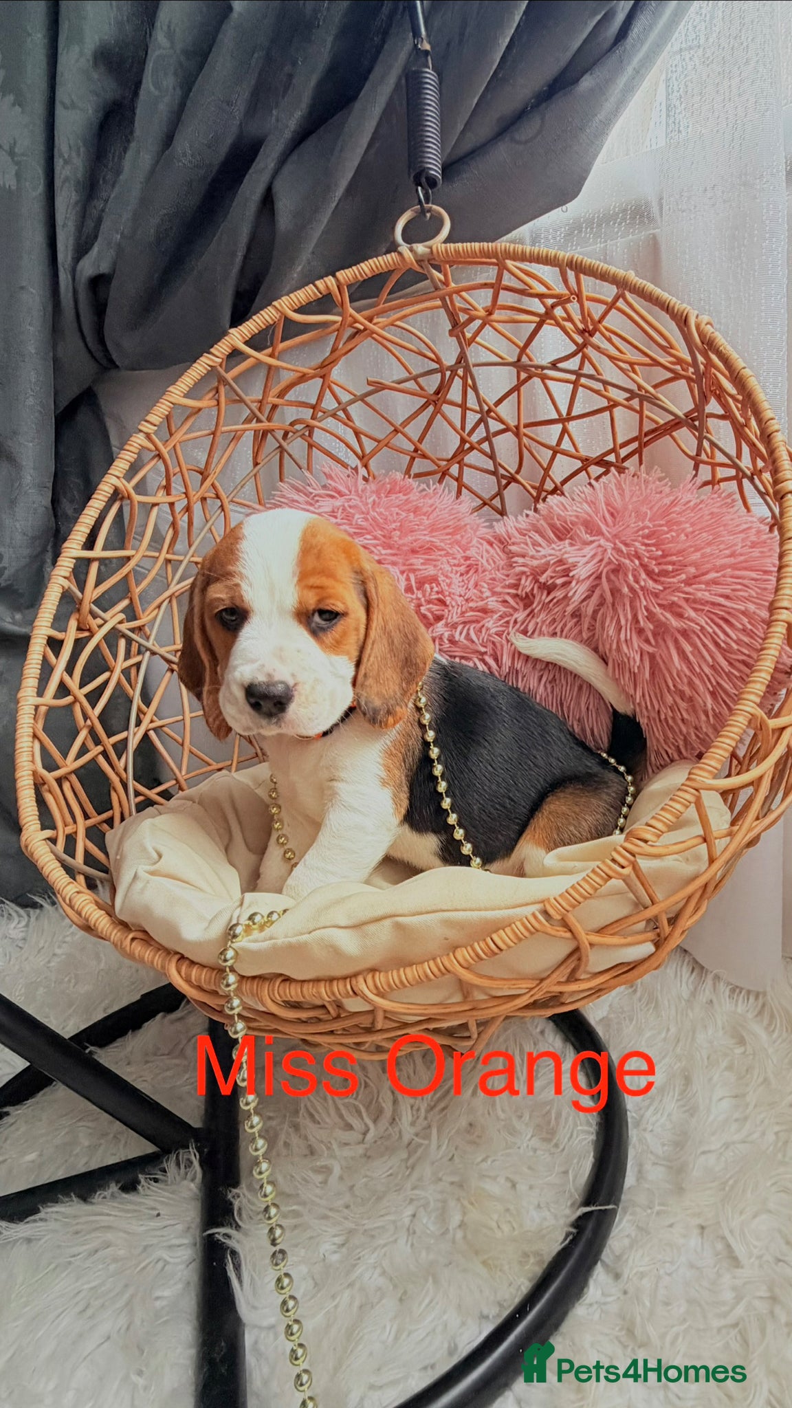 Beagle dogs for sale: 💞BEAUTIFUL BEAGLE PUPPIES 💞 - Advert 16
