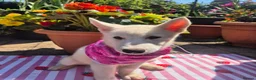 Siberian Husky dogs for sale: 2 female Beautiful White Husky Puppies Ready Now. - Advert 10