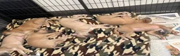 Whippet dogs for sale: KC Registered Whippet Puppies - Advert 2