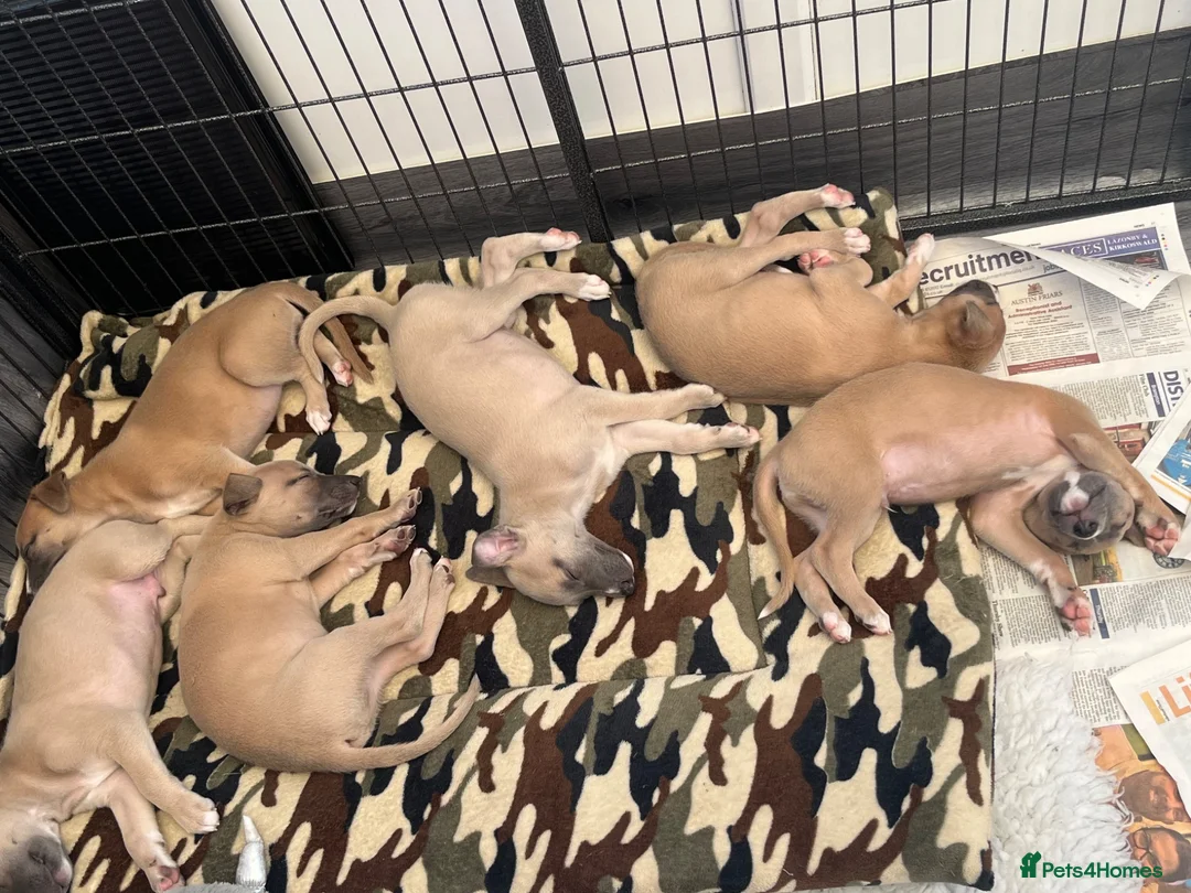 Whippet dogs for sale: KC Registered Whippet Puppies - Advert 2