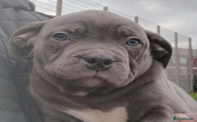 Staffordshire Bull Terrier dogs - Advert 3