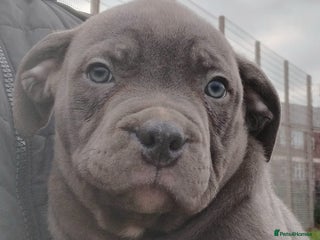 Staffordshire Bull Terrier dogs - Advert 25