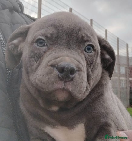 Staffordshire Bull Terrier dogs - Advert 2