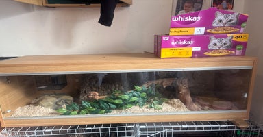Milk Snake reptiles - Advert 12