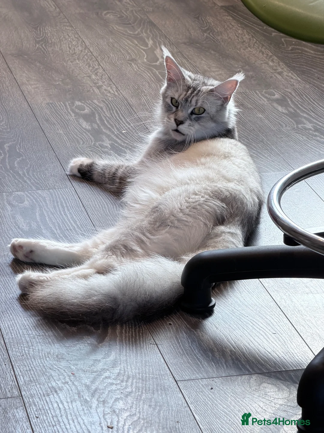 Maine Coon cats for sale: 3 perfect 100% Main coon baby kittens DNA PARENTS - Advert 1