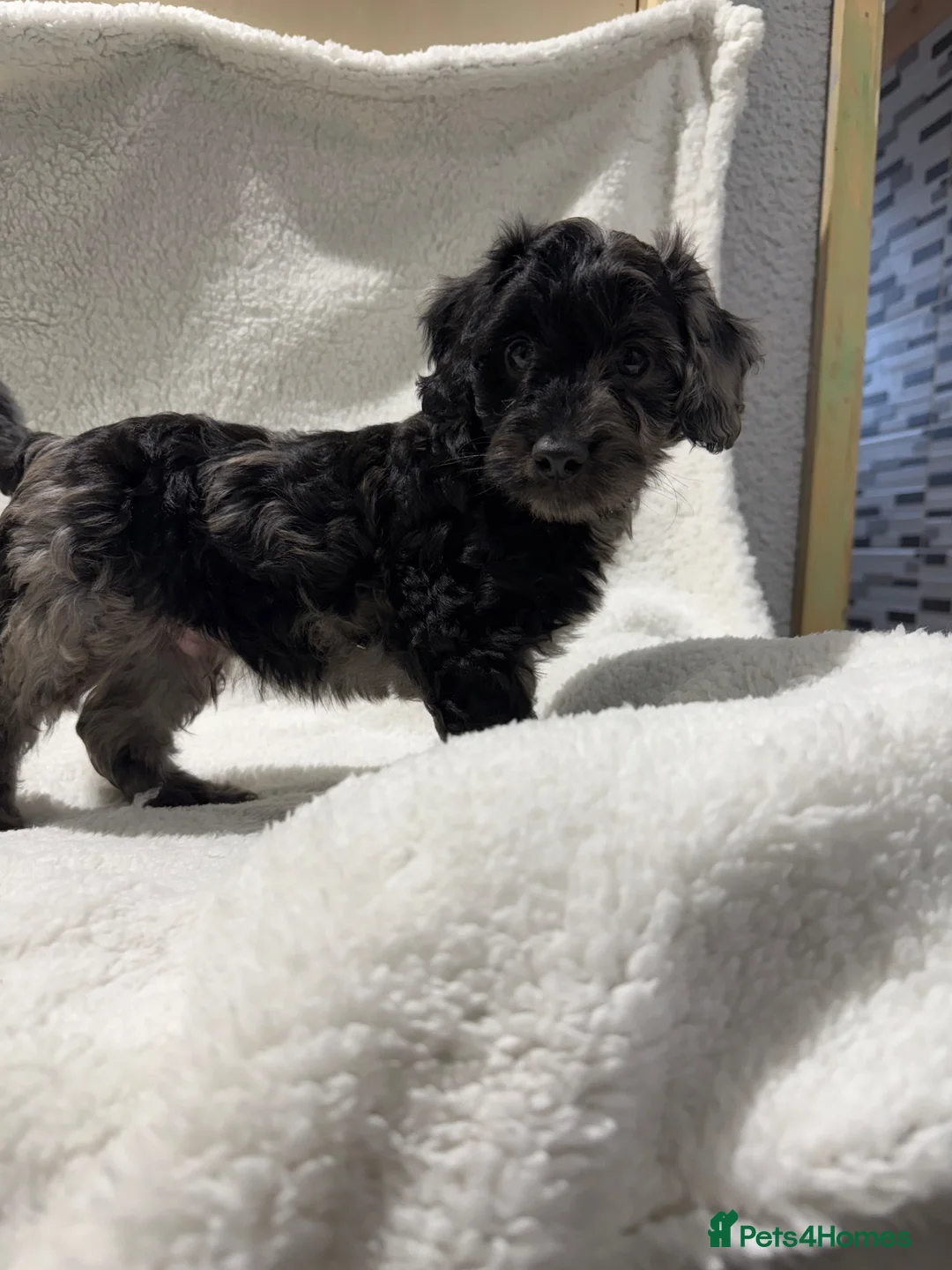 Cavapoo dogs for sale: 6 Bundles of fun Ready from 22 August  - Advert 20