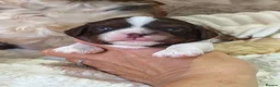 Cavalier King Charles Spaniel dogs for sale: Gorgeous KC Reg Chocolate Tri Boy  in Southampton - Advert 3