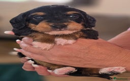 Mixed Breed dogs for sale:  miniature dachshund cross toy poodle doxiepoo   - Image 39