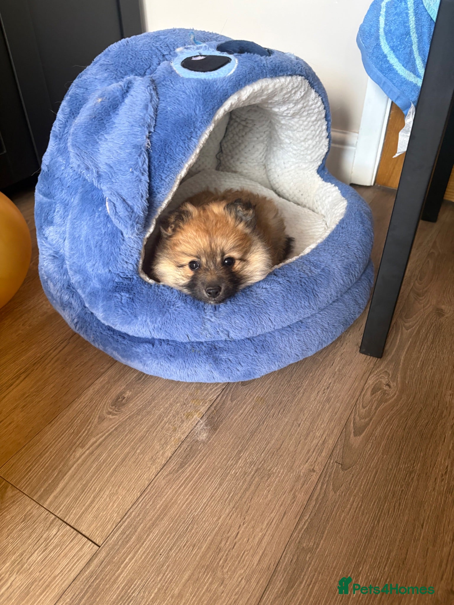 Pomeranian dogs POMERANIAN PUPPY. LAST GIRL AVAILABLE  - Advert 1