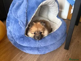 Pomeranian dogs POMERANIAN PUPPY. LAST GIRL AVAILABLE - Advert 1