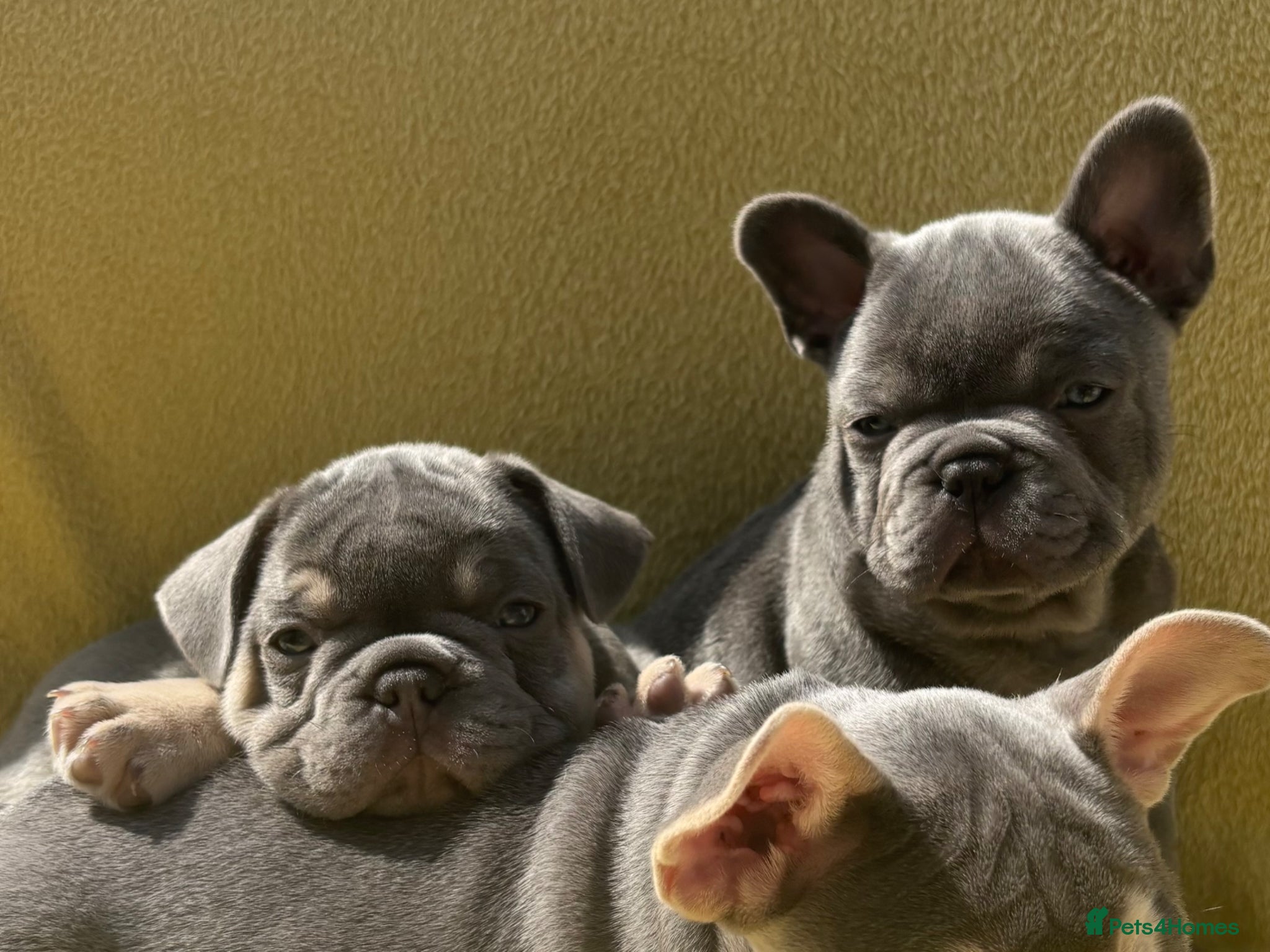 French Bulldog dogs FRENCH BULLDOG PUPPIES (KC REGISTERED) - Advert 3