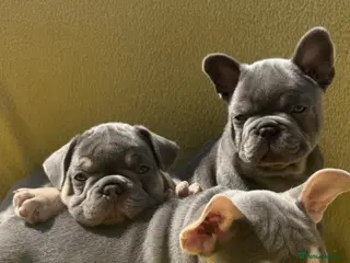 French Bulldog dogs FRENCH BULLDOG PUPPIES (KC REGISTERED) - Advert 3