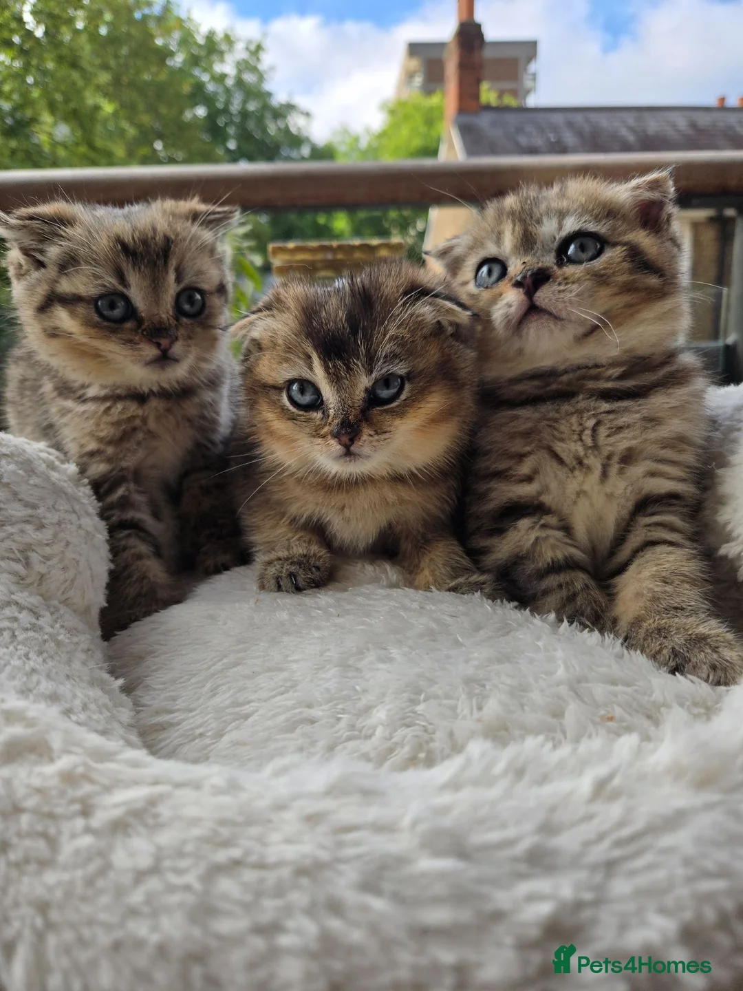 British Shorthair cats for sale: STUNNING! British Shorthair Black Golden Tabbys - Advert 1