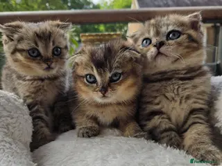 British Shorthair cats STUNNING! British Shorthair Black Golden Tabbys - Advert 1