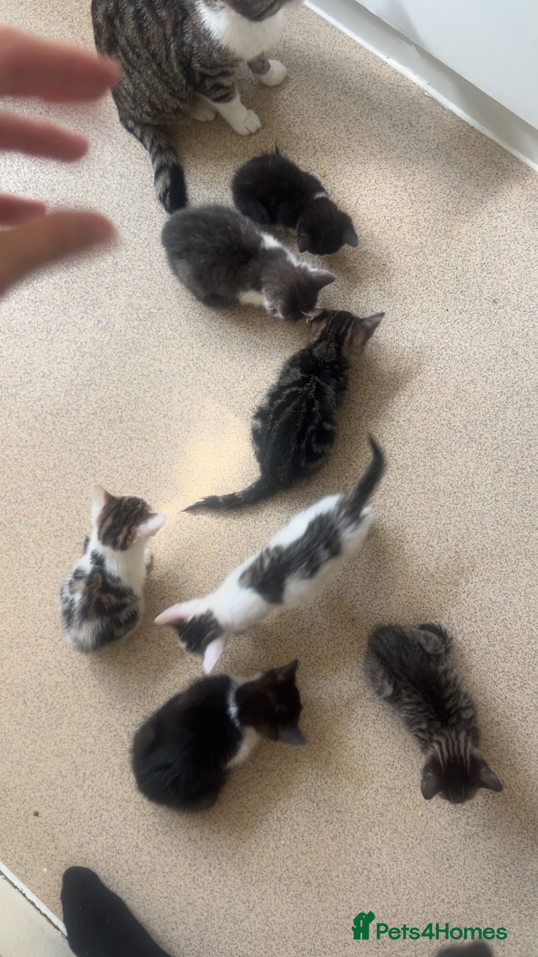 Bengal cats for sale: Very friendly kittens for sale  - Image 4