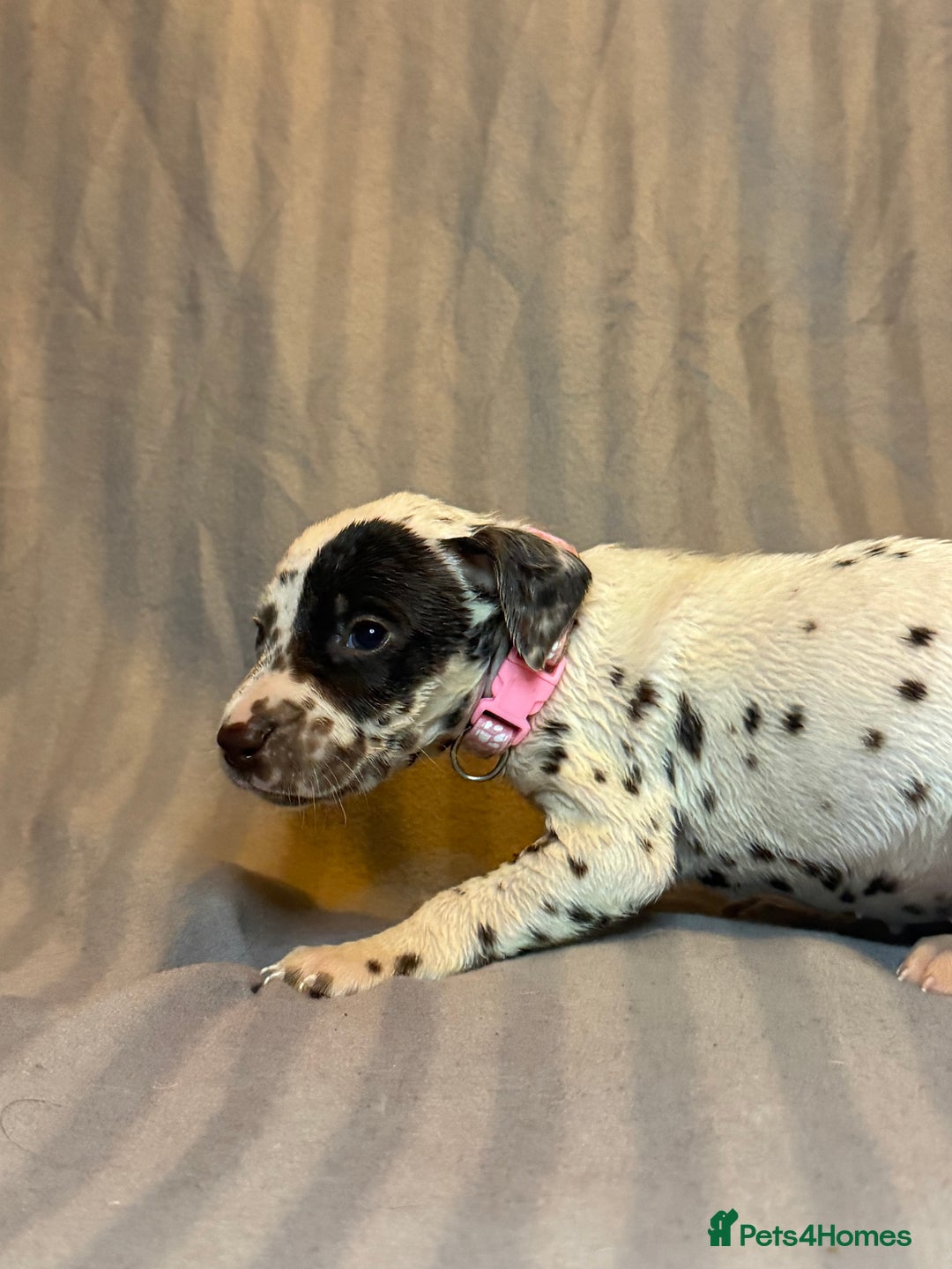 Dalmatian dogs for sale: Ready to Home Dalmatian Puppies  - Image 25