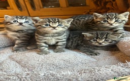 British Shorthair cats for sale: Silver Tabby also Brown Spotted Kittens - Image 25