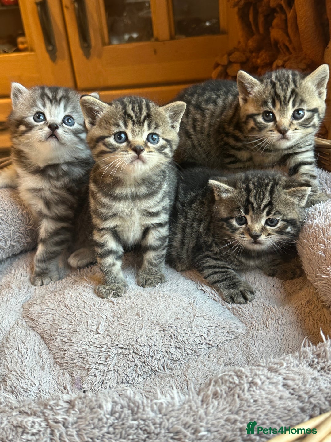 British Shorthair cats for sale: Silver Tabby also Brown Spotted Kittens - Image 25