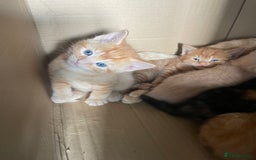 Mixed Breed cats for sale: Part Mainecoon Ginger Litter - Image 13